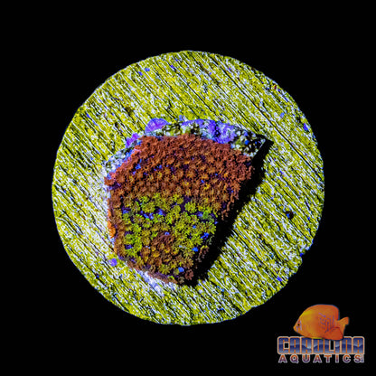 Frag - Rainbow Montipora