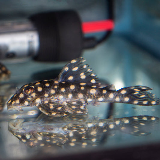 Pleco - Big Spot Ventuari L-471 M/L