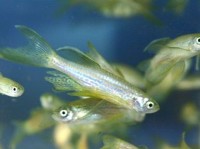 Danio - Longfin Leopard