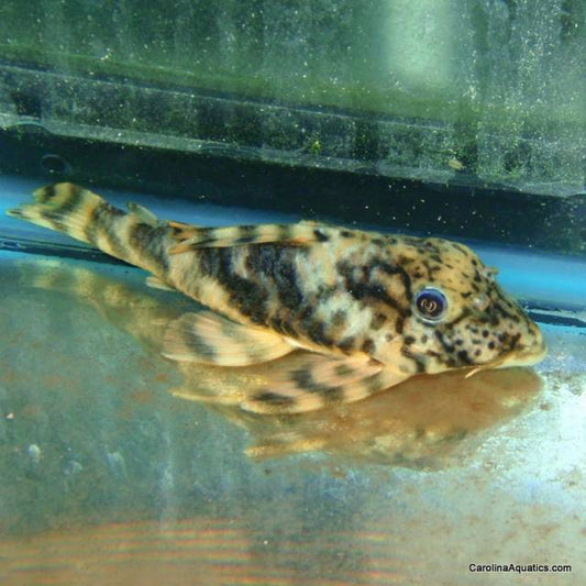 Pleco - Leopard Yellow L-075 2-2.5in(Brazil)