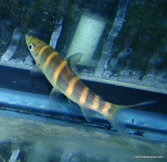Leporinus - Red Band Ventuari