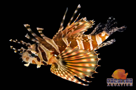 Lionfish - Dwarf Med