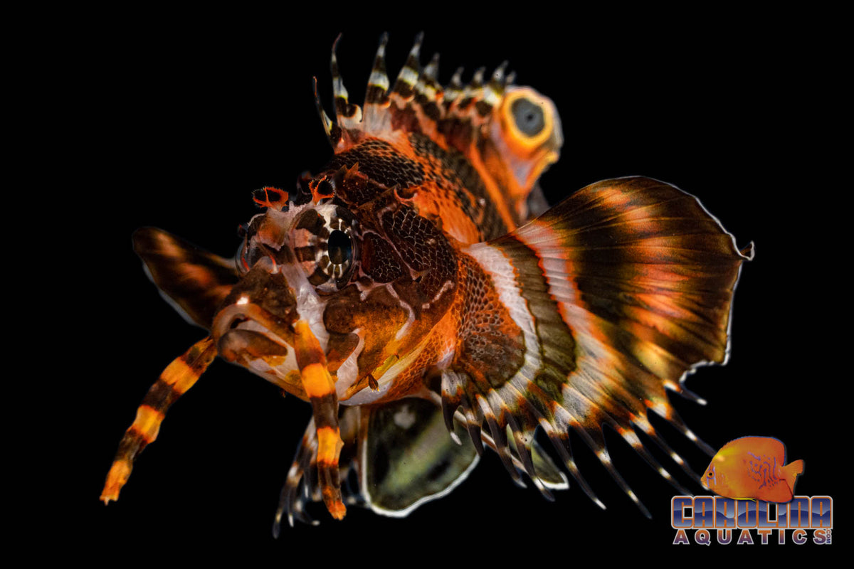 Lionfish - Fumanchu Lg