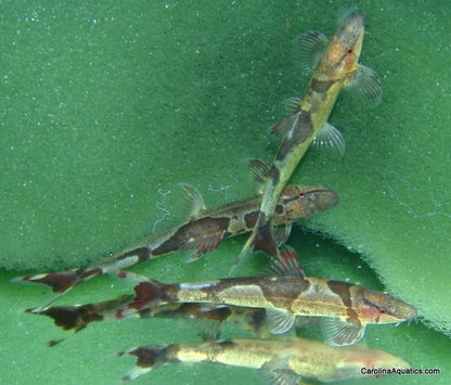 Loach - Red Lizard Lg