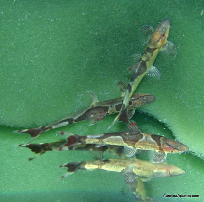 Loach - Red Lizard Lg