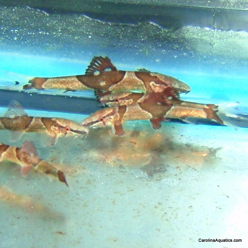 Loach - Red Lizard Lg