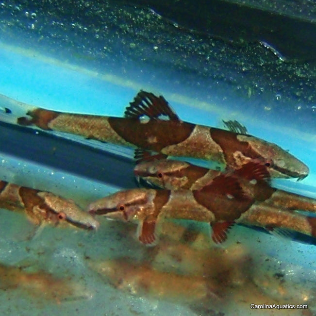 Loach - Red Lizard Lg