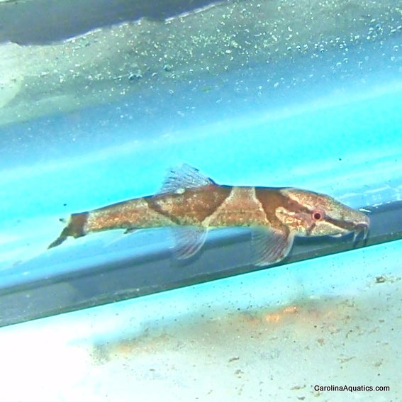 Loach - Red Lizard Lg