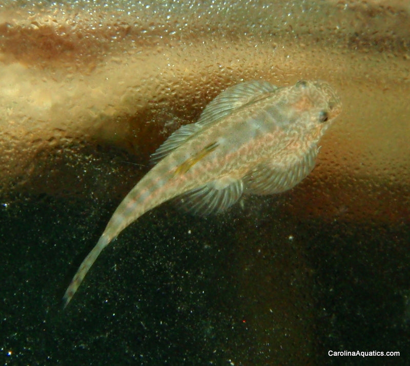 Loach - Chinese Butterfly Med