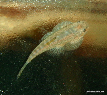 Loach - Chinese Butterfly Med