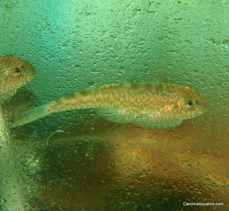 Loach - Chinese Butterfly Med
