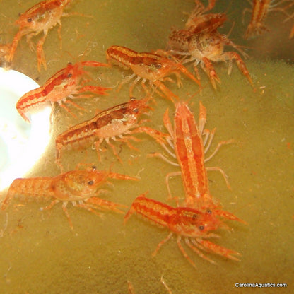 Invert - Lobster Mexican Mini Orange