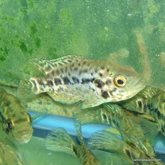 Cichlid - Managuense 3-4in.