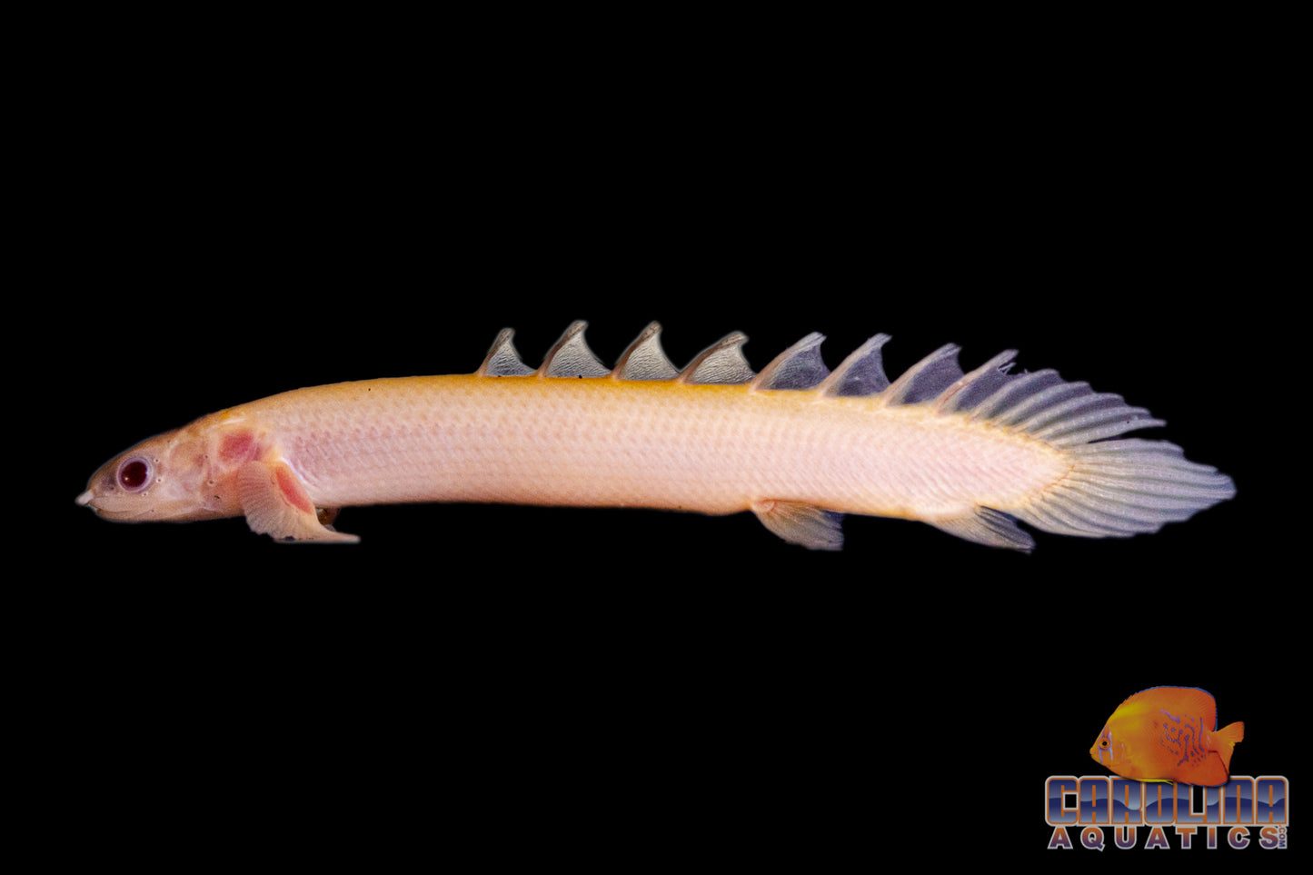 Misc - Bichir Senegalus Albino 2.5-3in.