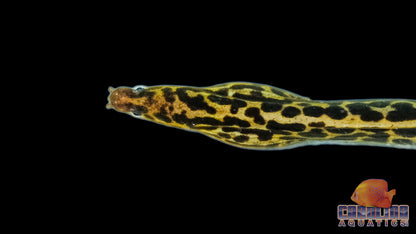 Misc - Eel Tiger Moray Med 10-12in