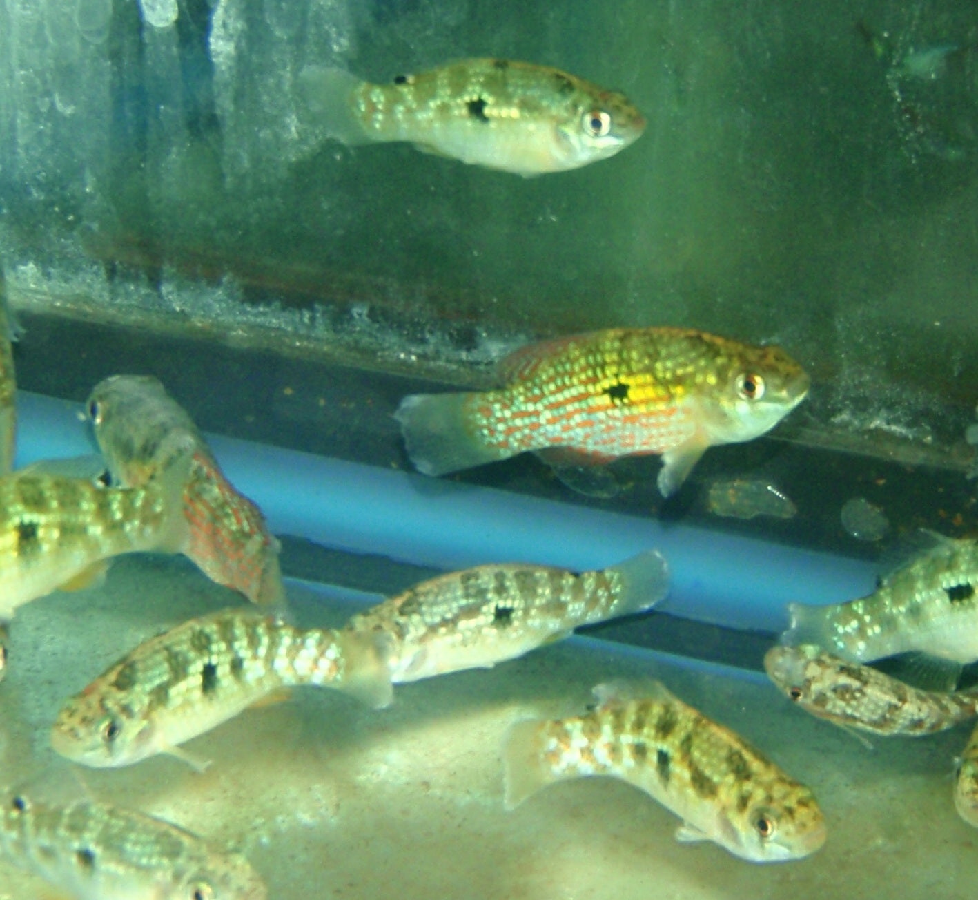 Misc - Flagfish – Carolina Aquatics