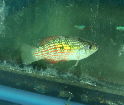 Misc - Flagfish