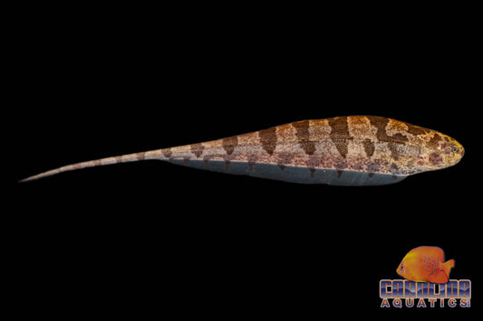 Misc - Knife Centipede (Sierra) Lg