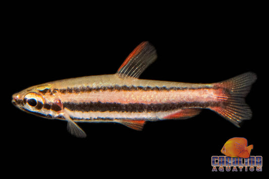 Misc - Pencilfish Coral Red