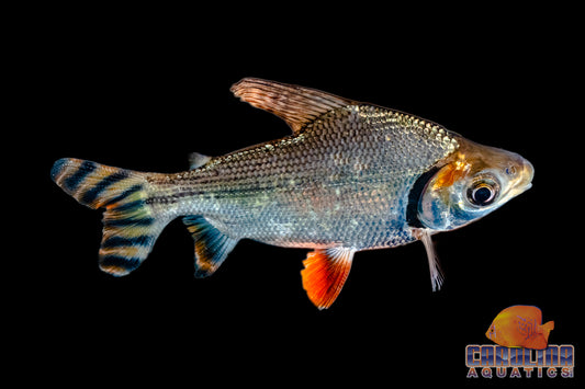 Misc - Prochilodus Redfin Lg