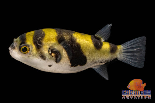 Misc - Puffer Amazon Lg