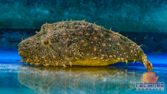 Misc - Puffer Hairy 3in