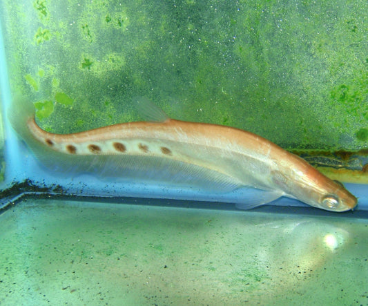 Knife - Clown Red Eye Albino 3.5-4in