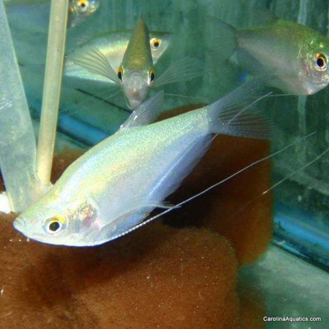 Gourami - Moonlight Med
