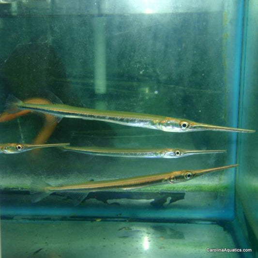 Misc - Needlefish Asian 7-8in