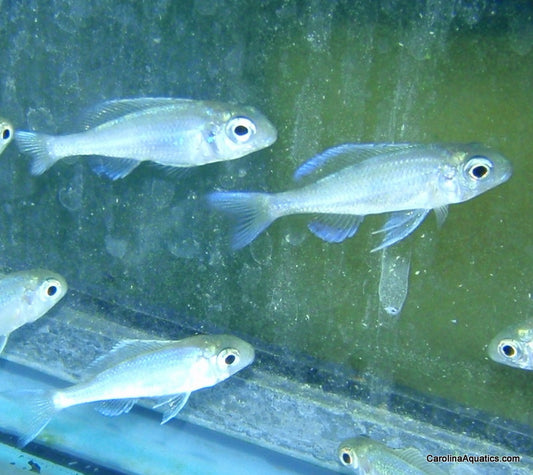 African - Ophthamotilapia Ventralis 3.5-4in