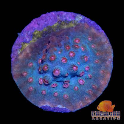 Frag - Bubble Gum Meteor Shower Morph Cyphastrea