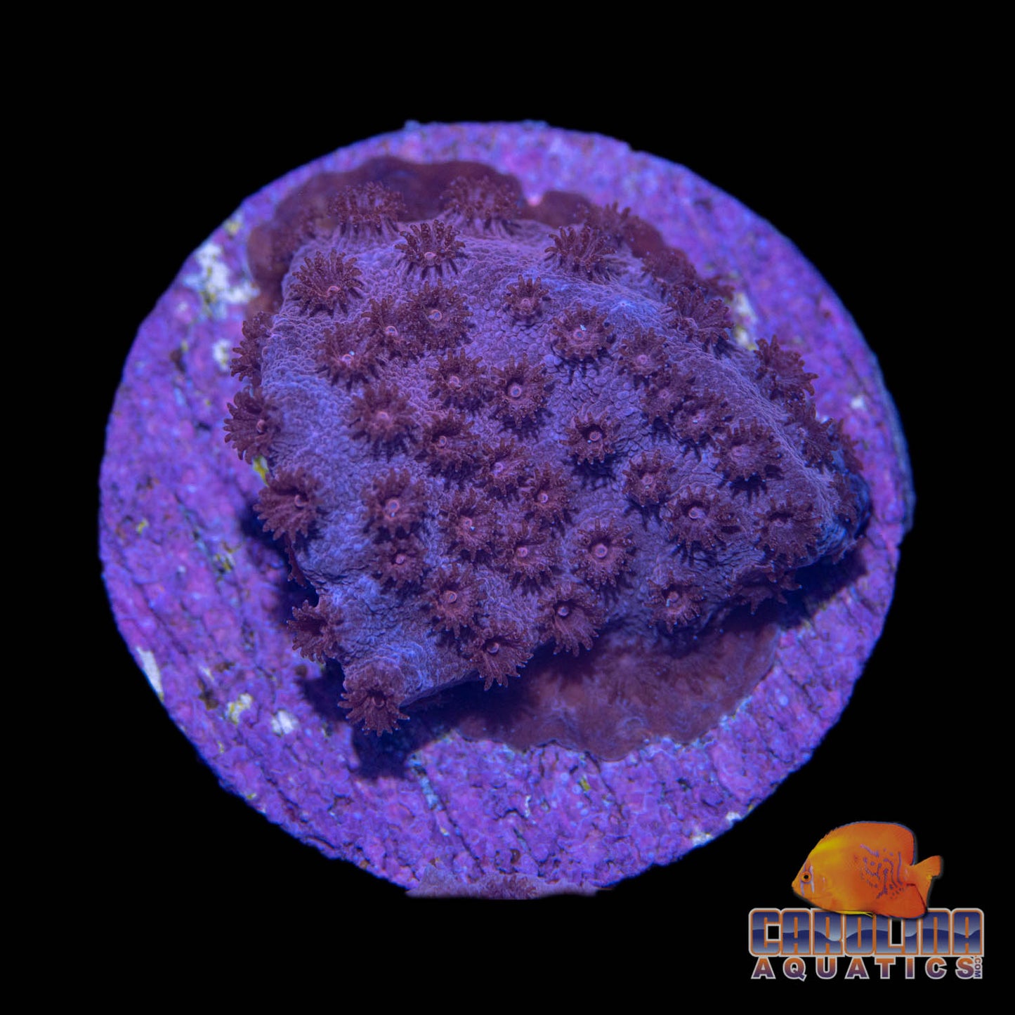 Frag - Purple Mosaic Cyphastrea