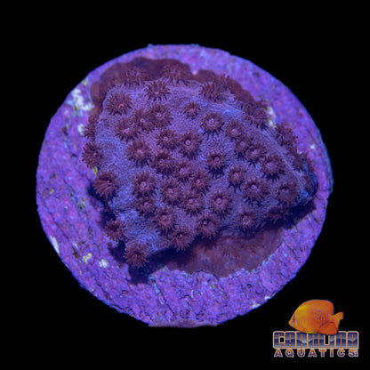 Frag - Purple Mosaic Cyphastrea