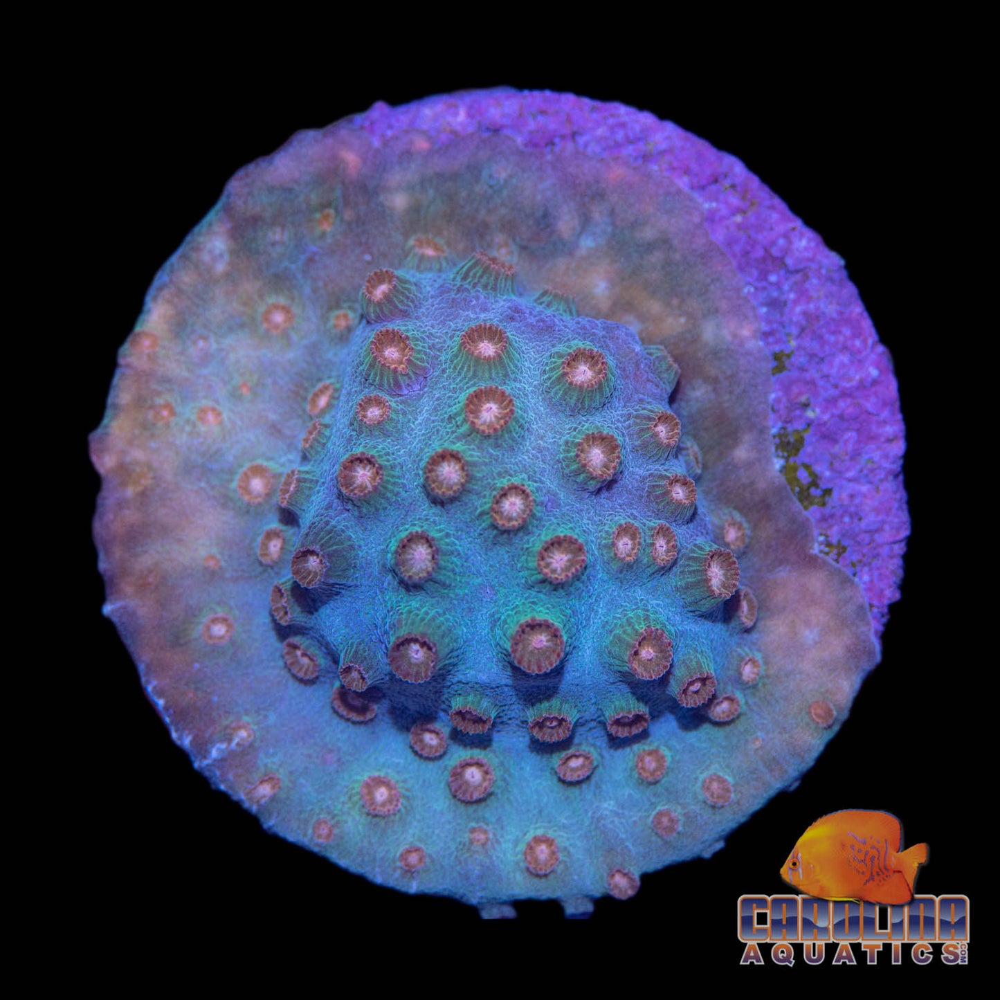 Frag - Meteor Shower Morph #4 Cyphastrea