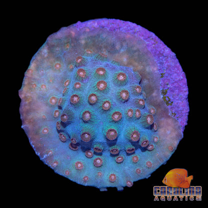 Frag - Meteor Shower Morph #4 Cyphastrea