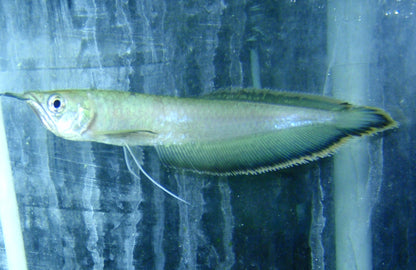 Misc - Arowana Black XL