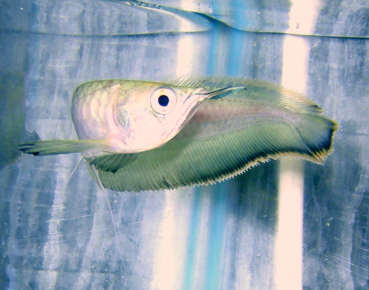 Misc - Arowana Black XL