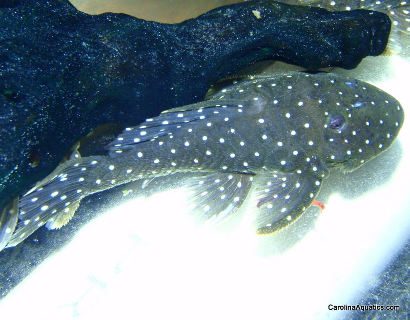 Pleco - Peppermint L-031 2-2.5in.