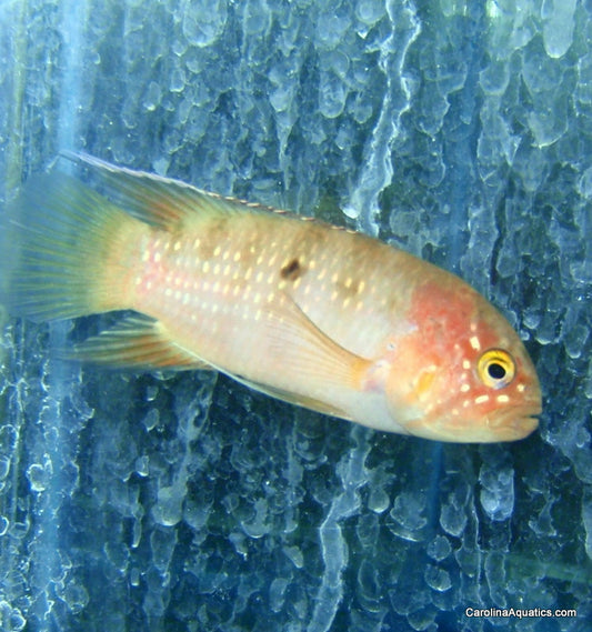 Cichlid - Acara Zebra 2in