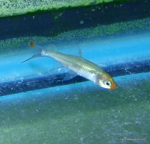 Tetra - Rasbora Asian Rummynose