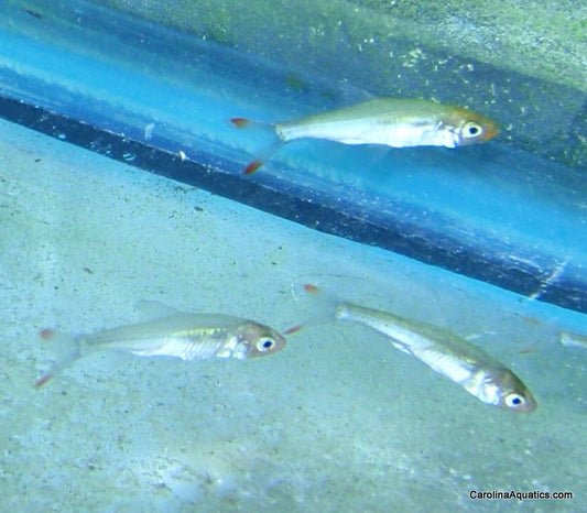 Tetra - Rasbora Asian Rummynose