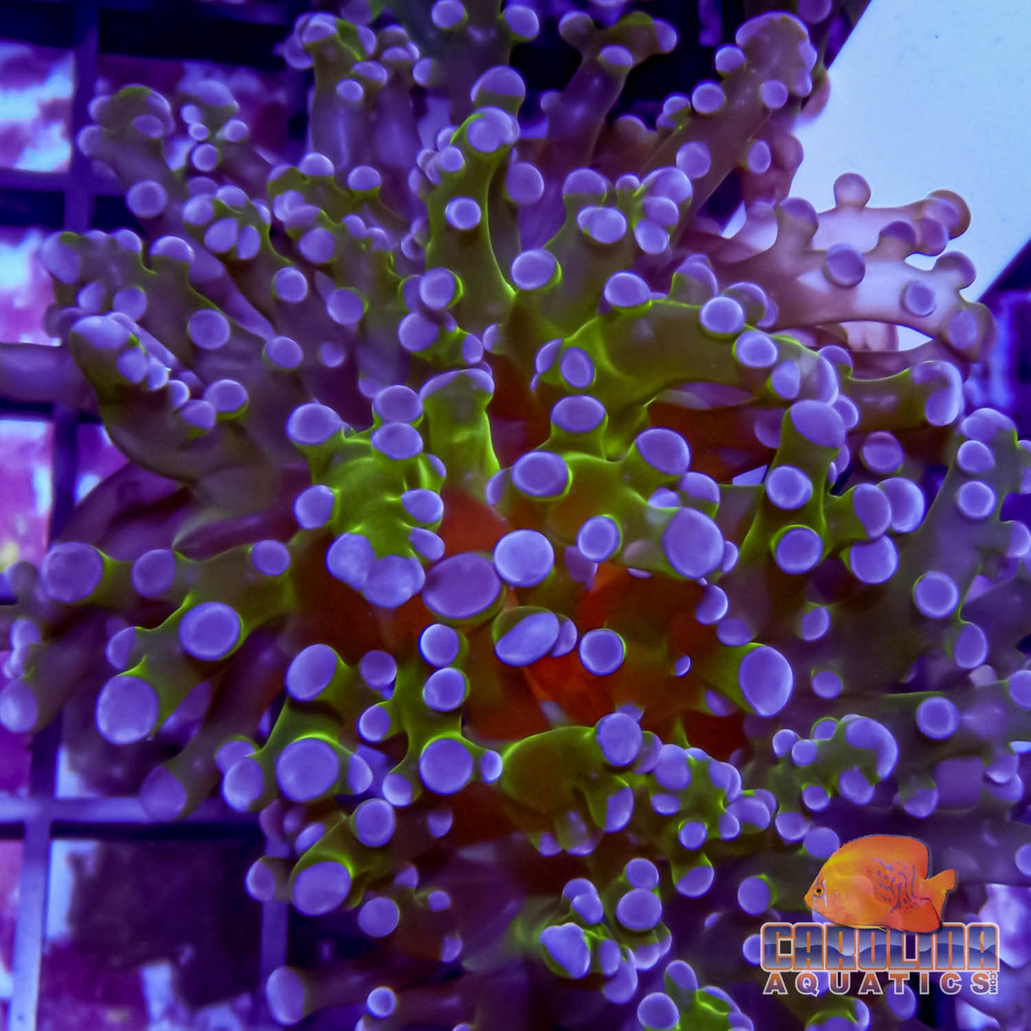 Frag - Frogspawn Neon Branch