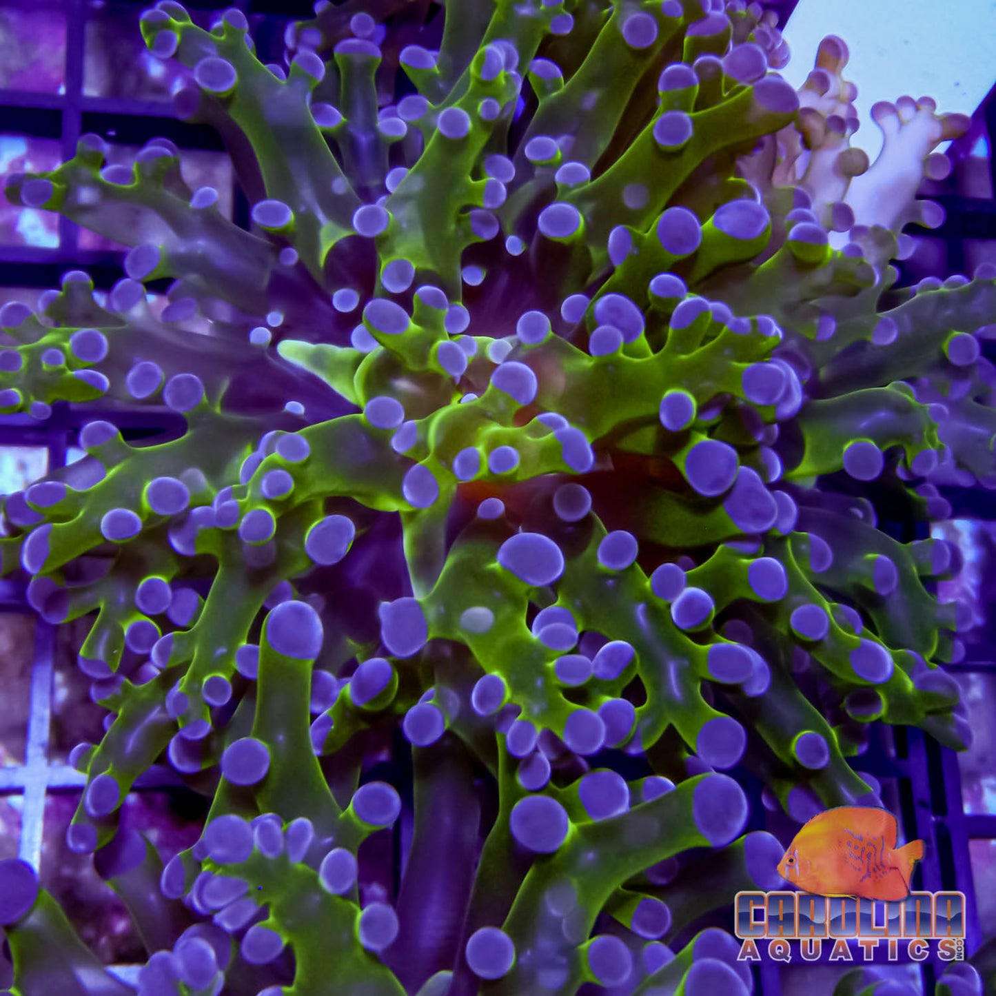 Frag - Frogspawn Neon Branch