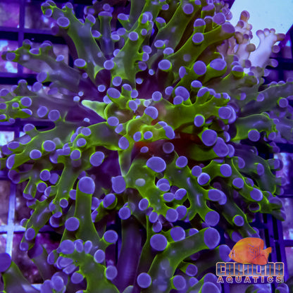 Frag - Frogspawn Neon Branch