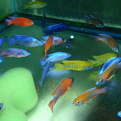 African - Peacock Fancy Mixed 2in.