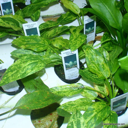 Sword Radican Marble Queen Potted