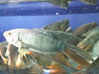 Gourami - Paradise Blue