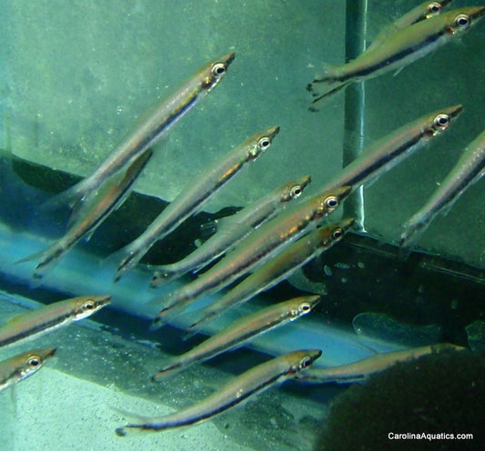 Misc - Pencilfish Diptail