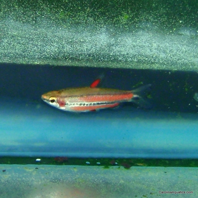 Freshwater Fish – Page 8 – Carolina Aquatics