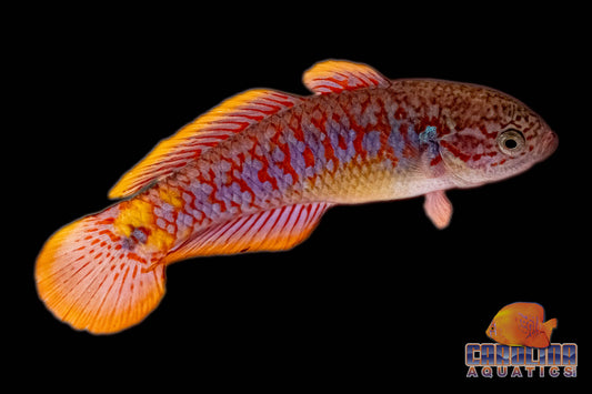 Misc - Goby Peacock Gudgeon Med
